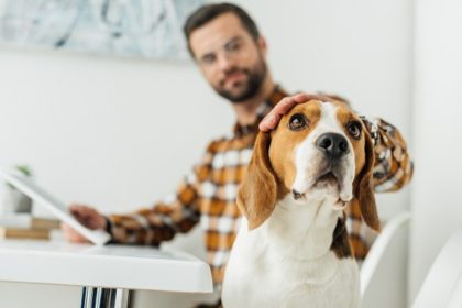 A brown and white beagle is in the forefront of the shot, looking past the camera. A man in an orange plaid shirt sits at a white desk in the background, petting the dog's head while holding a tablet in his other hand.