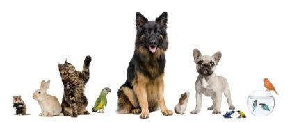 A lineup of pets - hamster, rabbit, cat, green parrot, German Shepherd, guinea pig, French Bulldog puppy, two frogs, two fish in a blow, and an orange bird perched on the fishbowl.