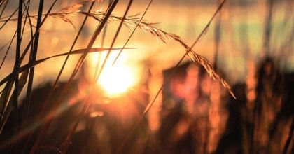 A sunset through the grass